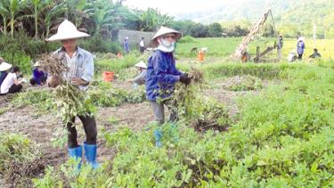 Nông dân Lục Yên thu hoạch lạc.
