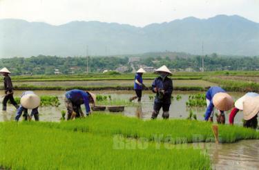 Nông dân Nghĩa Lộ gieo cấy lúa đông xuân.
(Ảnh: Thu Hạnh)