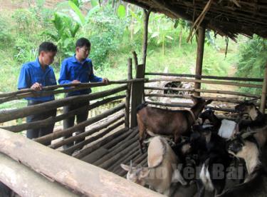 Nhiều ĐVTN huyện Lục Yên đã sử dụng hiệu quả đồng vốn vay NHCSXH phát triển kinh tế gia đình.