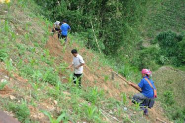 Nông dân huyện Mù Cang Chải canh tác ngô trên đất dốc.