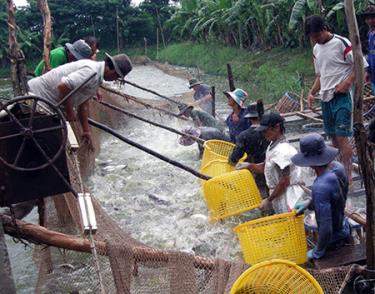 Các cơ sở nuôi trồng có chứng nhận VietGAP và tương đương nằm trong diện điều tra của cuộc Tổng điều tra 2016.