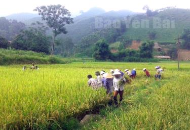 Nhờ sử dụng chế phẩm sinh học EMIC, năng suất lúa của gia đình ông Trần Kim Lĩnh, thôn Khuôn Đát, xã Phúc An đạt 3,7 tạ/sào.