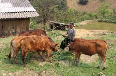 Nông dân thôn Khấu Ly xã Bản Mù đã biết trồng cỏ chăn nuôi gia súc theo hướng hàng hóa.