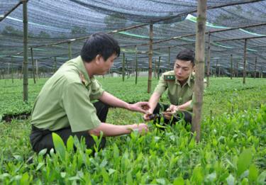 Cán bộ kiểm lâm huyện Văn Chấn kiểm tra cây giống trước khi trồng.