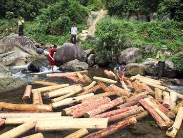 Cán bộ kiểm lâm Trạm Kiểm lâm Bản Dõng tịch thu lâm sản cất giấu trái phép tại xã Nậm Búng.
