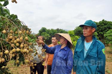 Những gốc nhãn ghép ở An Bình bắt đầu cho thu hoạch.