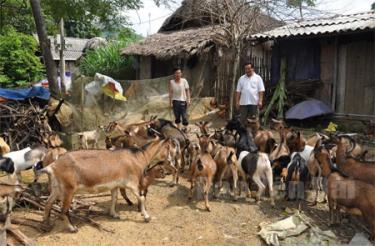 Cựu chiến binh Vũ Việt Hùng ở thôn 10, xã Cảm Nhân đầu tư nuôi dê mang lại hiệu quả kinh tế cao.