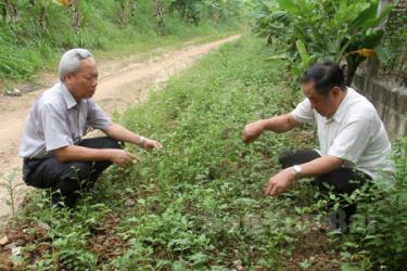 Ông Lê Đức Kế (bên phải) - một hộ dân trồng, chế biến thuốc nam để phát triển kinh tế.