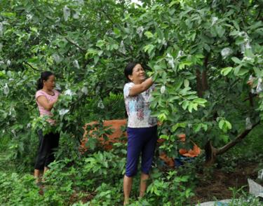 Mô hình trồng ổi của gia đình chị Nguyễn Thị Lai ở thôn Gò Cấm, xã Vân Hội cho thu nhập trên 100 triệu đồng.