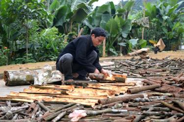 Nông dân xã Xuân Tầm phơi quế vỏ.
