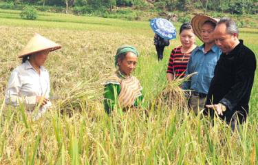 Học và làm theo Bác, cán bộ xã Nà Hẩu, huyện Văn Yên thường xuyên nắm bắt tình hình sản xuất của người dân.