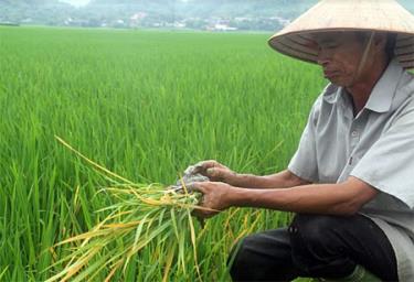 Hàng trăm héc - ta lúa mùa đang trong giai đoạn đẻ nhánh bị nhiễm vàng lá lúa.