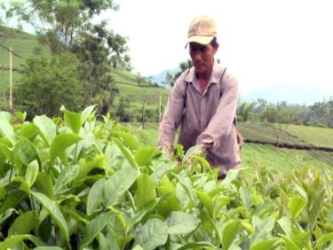 Ông Đặng Xuân Nghĩa thu hái chè.
