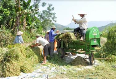 Nông dân Văn Yên thường xuyên được tập huấn, hướng dẫn, tuyên truyền vận động sản xuất, chế biến, kinh doanh, bảo quản lương thực, thực phẩm an toàn. (Trong Ảnh: Nông dân xã Mỏ Vàng thu hoạch lúa).