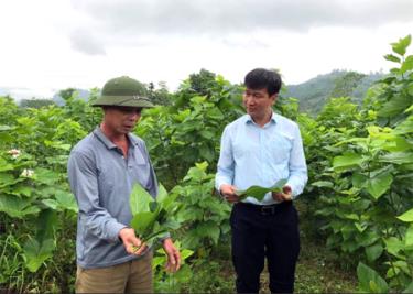 Lãnh đạo huyện Văn Yên thăm mô hình trồng dâu nuôi tằm của anh Nguyễn Văn Tuấn ở thôn Chăn Nuôi, xã Xuân Ái.