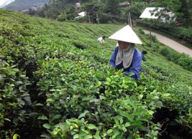 Bà con nông dân thu hái chè.