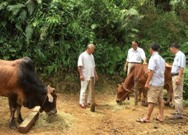 Một mô hình phát triển chăn nuôi bò hiệu quả ở xã Cẩm Ân, huyện Yên Bình.