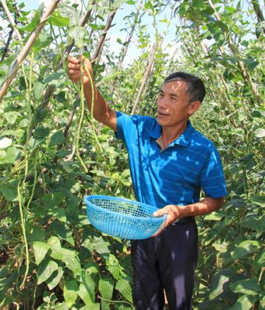 Cựu chiến binh Nguyễn Hải Âu hàng ngày vẫn hăng say lao động.