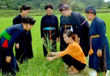 Cán bộ nông nghiệp truyền đạt các tiến bộ khoa học, kỹ thuật đến với người dân vùng thâm canh lúa.