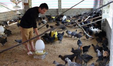 Mô hình nuôi gà đen thương phẩm của anh Thào A Hồng ở bản Lả Khắt, xã Nậm Khắt giúp thay đổi nhận thức về chăn nuôi cho người dân nơi đây.