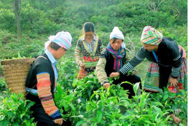 Người Mông xã Suối Giàng, huyện Văn Chấn thu hái chè Shan tuyết.