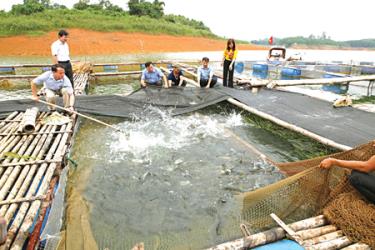 Nghề nuôi cá lồng trên hồ Thác Bà đang phát triển mạnh.  (Ảnh: Thanh Miền)