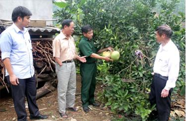 Lãnh đạo xã Đào Thịnh, huyện Trấn Yên, thăm mô hình trồng bưởi của thương binh hạng 2/4 Tạ Văn Tâm trú tại thôn 3.