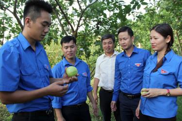 Lãnh đạo Tỉnh đoàn thăm mô hình phát triển kinh tế tại xã Vân Hội, huyện Trấn Yên.