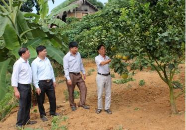 Đoàn giám sát của Thường trực HĐND huyện Văn Yên giám sát việc thực hiện Đề án phát triển cây ăn quả tại xã Lâm Giang.