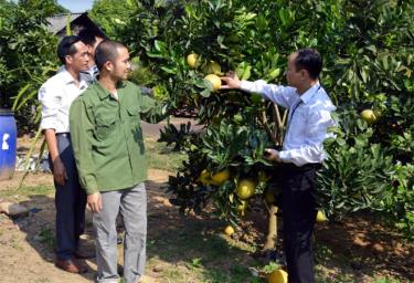 Nhiều hộ nghèo xã Yên Thái đã vươn lên thoát nghèo nhờ vay vốn ngân hàng trồng cây ăn quả.