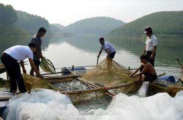 Các chính sách hỗ trợ đã tạo động lực cho các hộ dân phát triển nghề cá trên hồ Thác Bà.