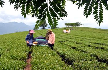 Vùng chè thị trấn Nông trường Nghĩa Lộ sẽ là vùng kinh tế quan trọng của thị xã Nghĩa Lộ sau sáp nhập.