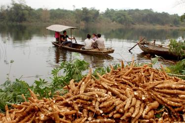 Nông dân Bảo Ái (Yên Bình) thu hoạch sắn trồng trên đảo hồ Thác Bà.