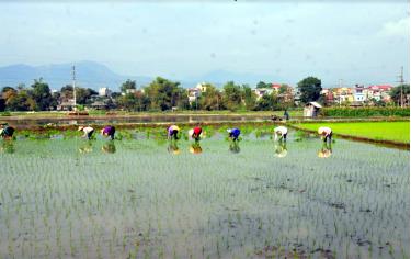 Tranh thủ thời tiết thuận lợi, người dân Lục Yên đang tập trung gieo cấy lúa mùa.