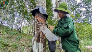 Trong 6 tháng năm 2019, xuất khẩu cao su tăng cả về lượng và giá trị.