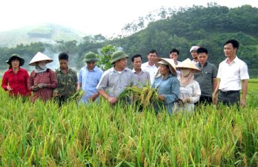 Lãnh đạo Sở Nông nghiệp và Phát triển nông thôn trao đổi với nông dân vùng chuyên canh lúa chất lượng cao huyện Văn Yên.