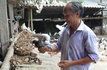 Ông Hải chăm sóc chim bồ câu.