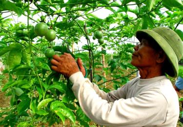 Mô hình trồng chanh leo của ông Quách Văn Nguyện, xã Phù Nham, huyện Văn Chấn bước đầu cho thu nhập cao.