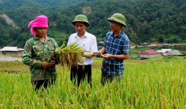 Đồng chí Vũ Lê Chung Anh - Phó Bí thư Huyện ủy, Chủ tịch UBND huyện Trạm Tấu cùng lãnh đạo Phòng Nông nghiệp và Phát triển nông thôn kiểm tra canh tác lúa tại xã Hát Lừu.