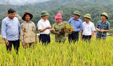 Năm 2020, tổng diện tích gieo trồng cây lương thực có hạt của huyện Trạm Tấu ước đạt 6.980 ha, tăng 440 ha so với năm 2015