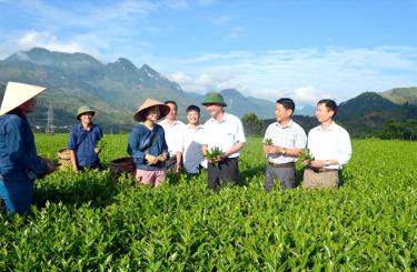 Đồng chí Chu Đình Ngữ - Ủy viên Ban Chấp hành Đảng bộ tỉnh, Bí thư Huyện ủy Văn Chấn (thứ ba, phải sang) kiểm tra sản xuất kinh doanh chè tại thị trấn Sơn Thịnh.