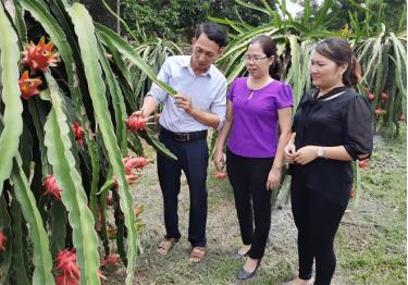 Mô hình trồng thanh long ruột đỏ của gia đình ông Nguyễn Ngọc Hồ cho thu nhập cao.