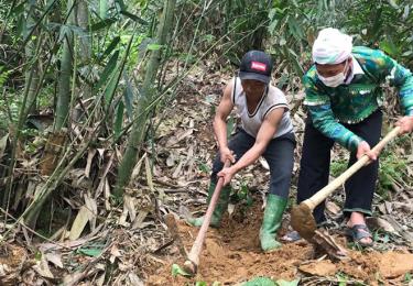 Trưởng thôn Giàng A Sáu (bên phải) hướng dẫn người dân chăm sóc tre măng  Bát độ.