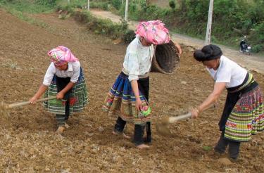 Người Mông xã Bản Mù, huyện Trạm Tấu chuyển diện tích đất sản xuất lúa nương kém hiệu quả sang trồng ngô năng suất, chất lượng cao.