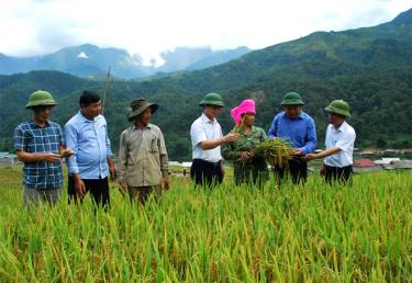 Các đồng chí lãnh đạo huyện Trạm Tấu kiểm tra tình hình sản xuất lúa tại xã Hát Lừu.