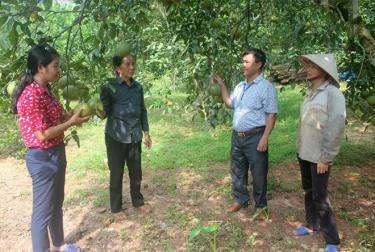 Mô hình trồng bưởi cho thu nhập cao của một hộ hội viên nông dân huyện Yên Bình.