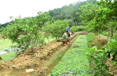 Ông Phạm Thế Cầu mở rộng hệ thống rãnh thoát nước của diện tích trồng chanh tứ thời để nuôi ốc nhồi.