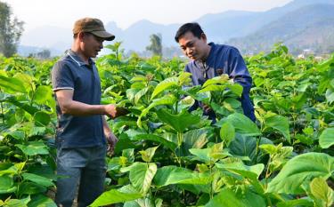 Cây dâu tằm đang là hướng đi mới trong phát triển kinh tế ở xã Sơn Lương (ảnh: Thanh Tân)