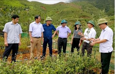 Các đồng chí lãnh đạo huyện Mù Cang Chải kiểm tra mô hình trồng cây sơn tra bằng phương pháp ghép cành tại xã Lao Chải.