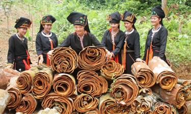 Van Yen farmers harvest cinnamon bark.